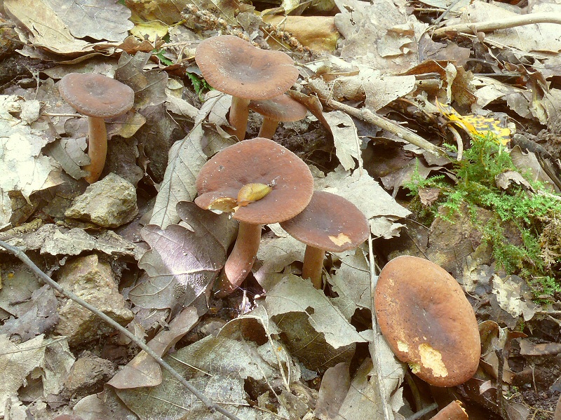 P1130964 LactariusSerifluus cc crp
